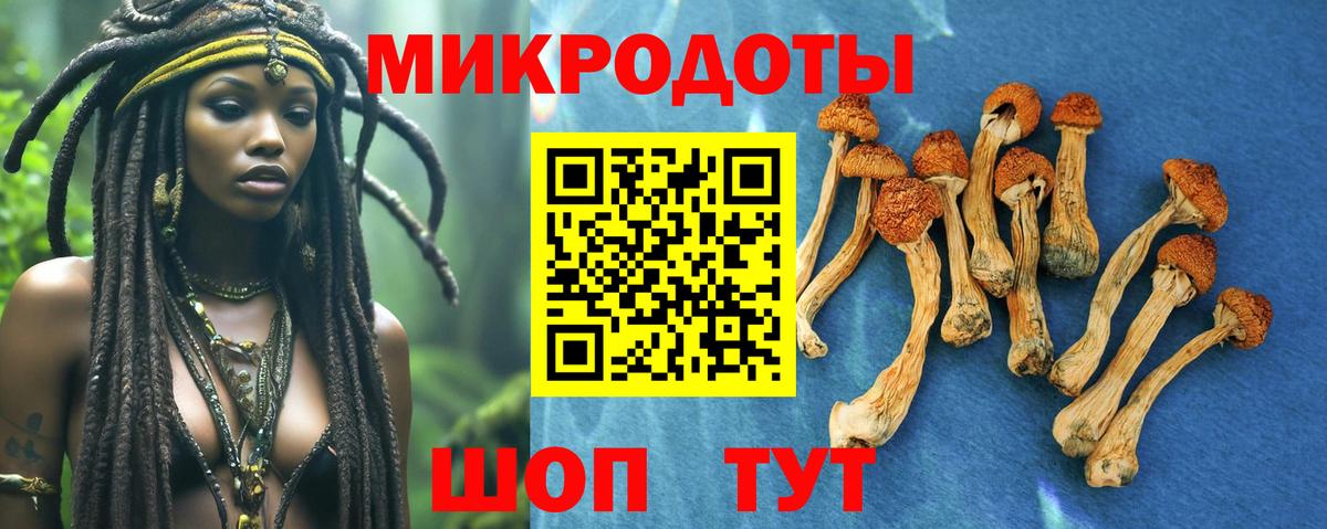 Псилоцибиновые грибы Cubensis Таганрог